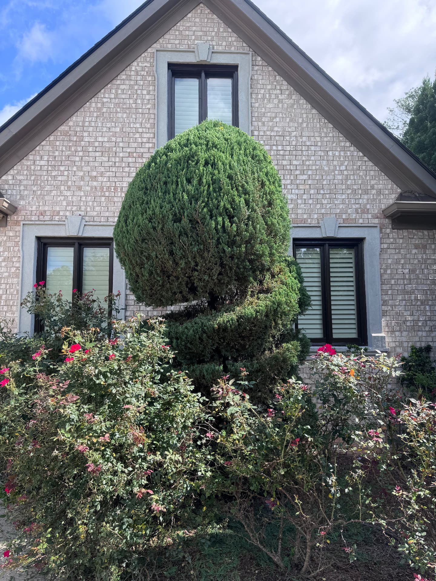 Sculpted evergreen topiary and flowering beds in front of a finished brick home